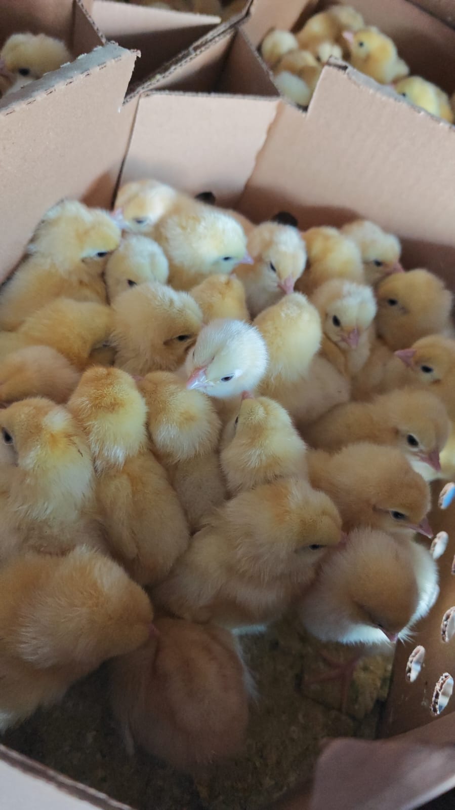 Poultry livelihoods
