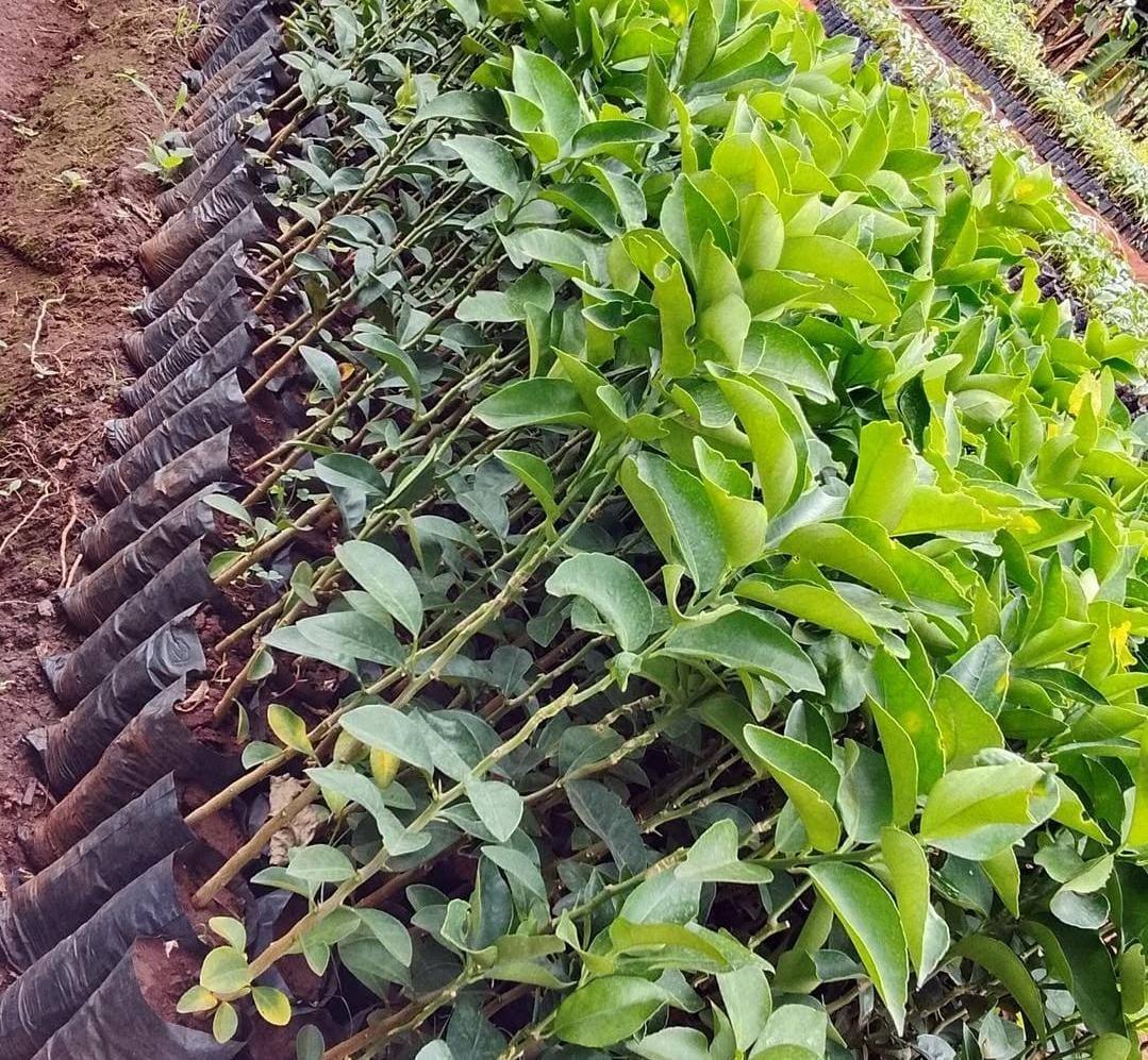Tree nursery