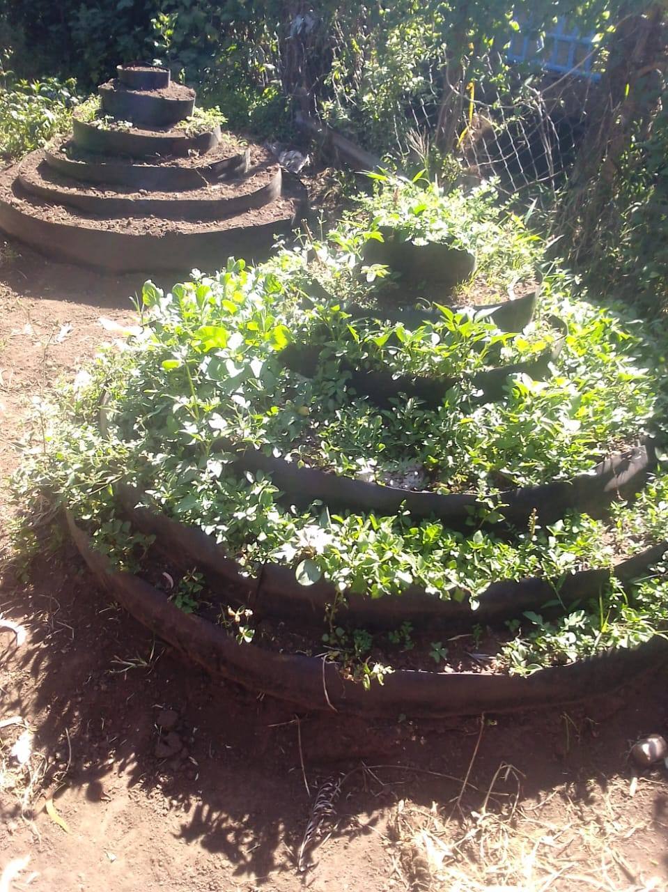 Home gardens for nutrition