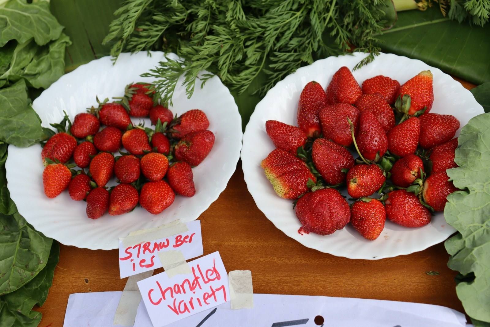 Fresh harvest — strawberries and greens